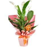 Dekoratif Çiçekler