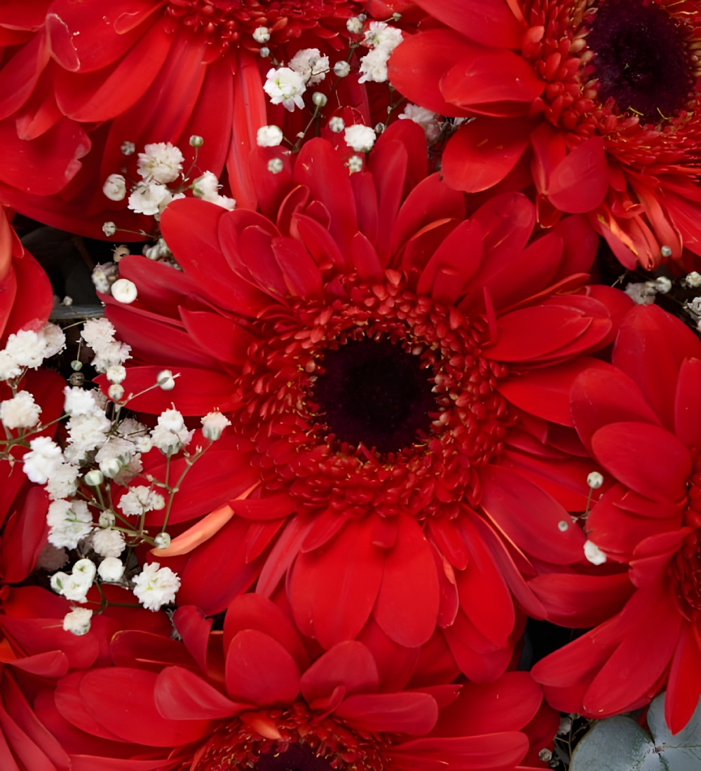 Kırmızı Gerbera Çiçek Buketi