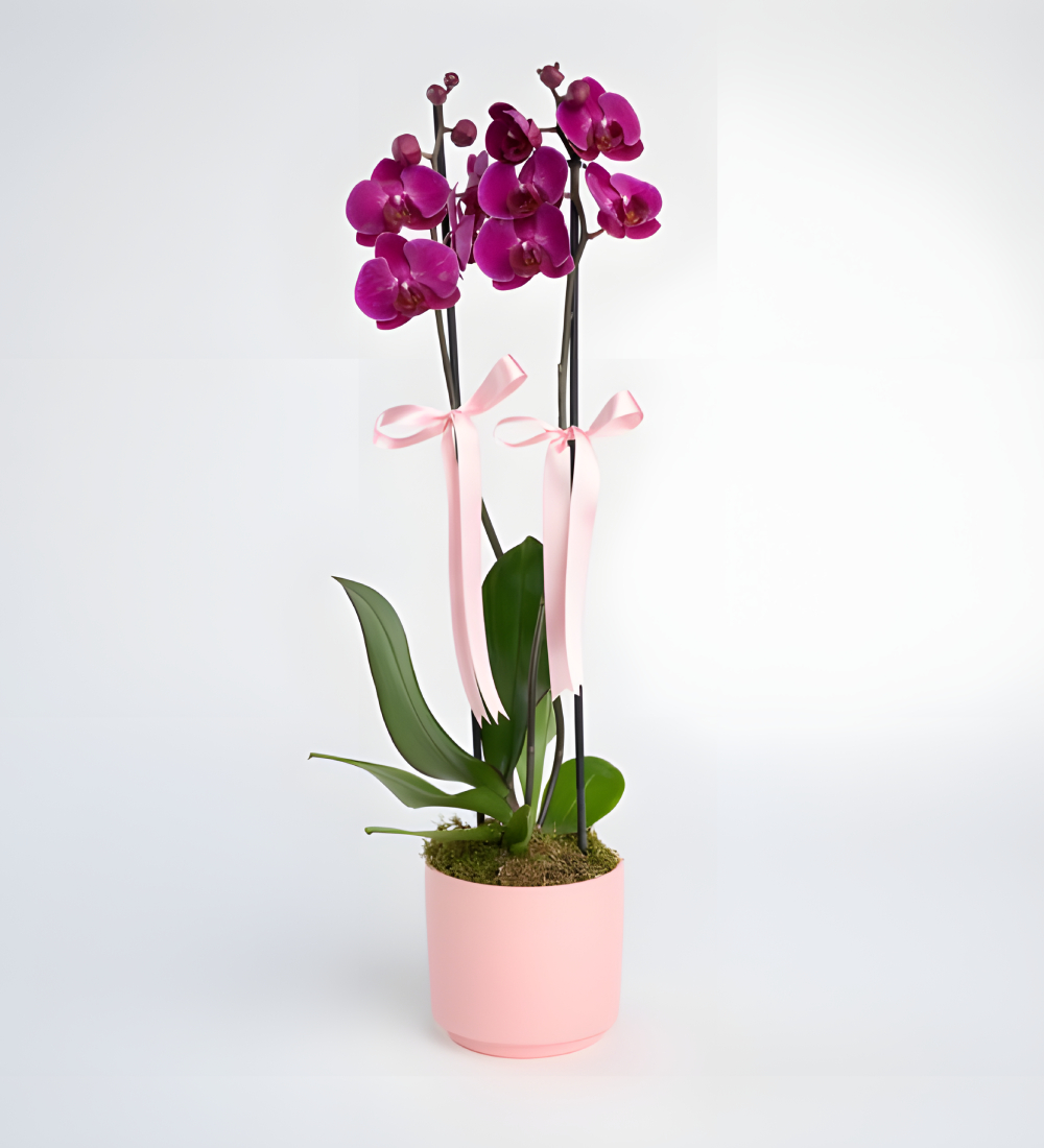 Pembe Beton Saksıda Çiftli Mor Orkide