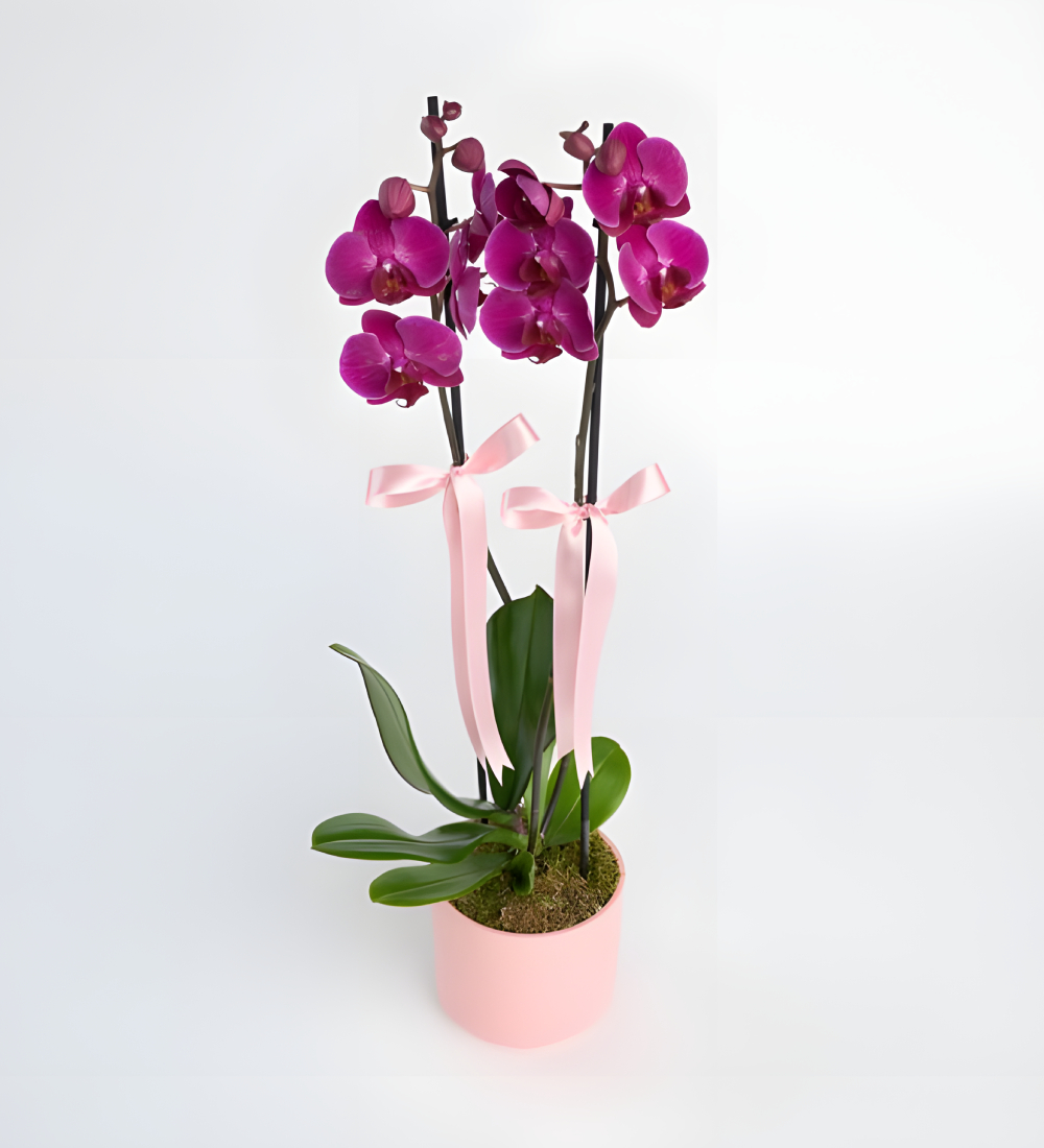 Pembe Beton Saksıda Çiftli Mor Orkide