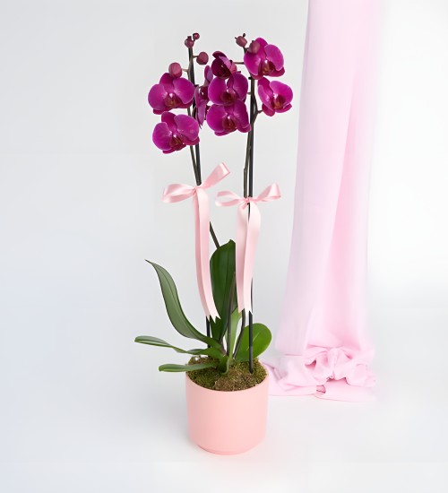 Pembe Beton Saksıda Çiftli Mor Orkide