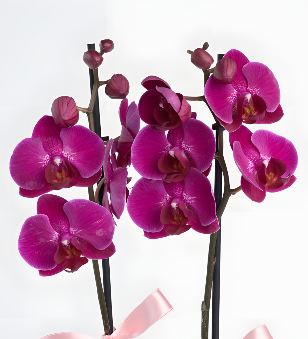 Pembe Beton Saksıda Çiftli Mor Orkide