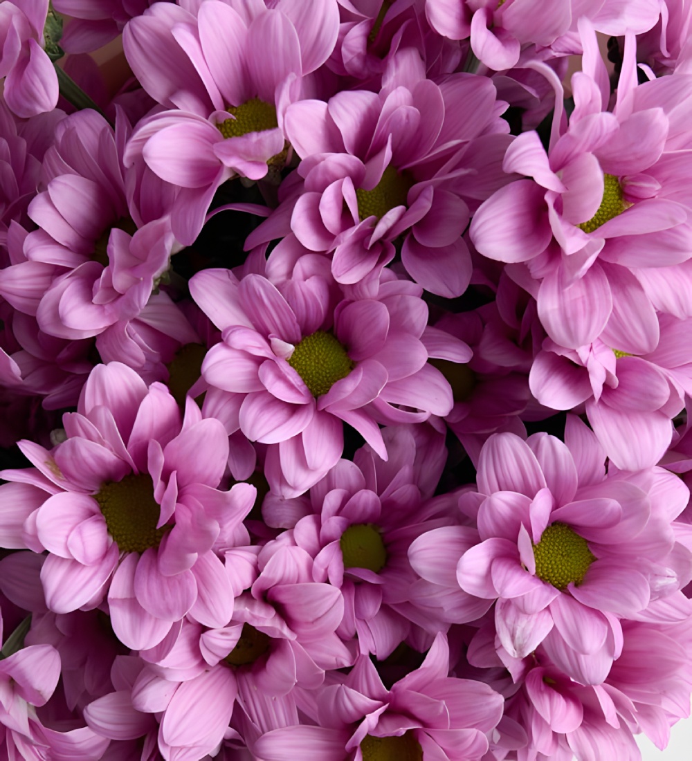 Pembe Papatyalar Çiçek Buketi