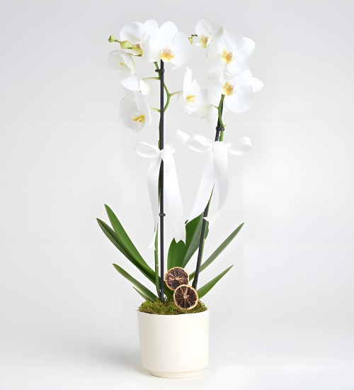 Six Bloom Orkide Çiçeği